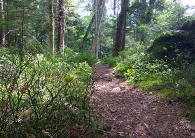 Chemin de forêt à Thiéfosse